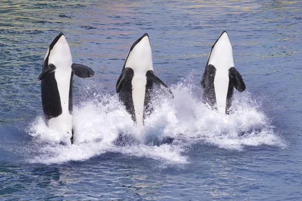 Ballenas asesinas saltando del agua — Foto de Stock