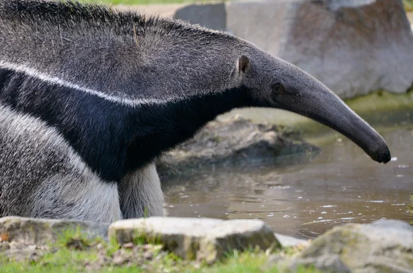 Giant Anteater in the water — Stock Photo, Image