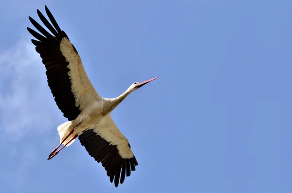 Cicogna bianca in volo — Foto Stock