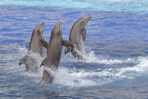 Τα δελφίνια που στέκεται έξω από το νερό — Φωτογραφία Αρχείου