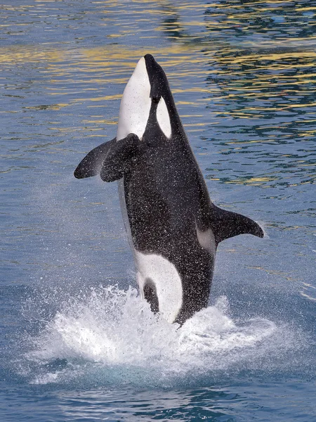 水の飛び出しシャチ — ストック写真