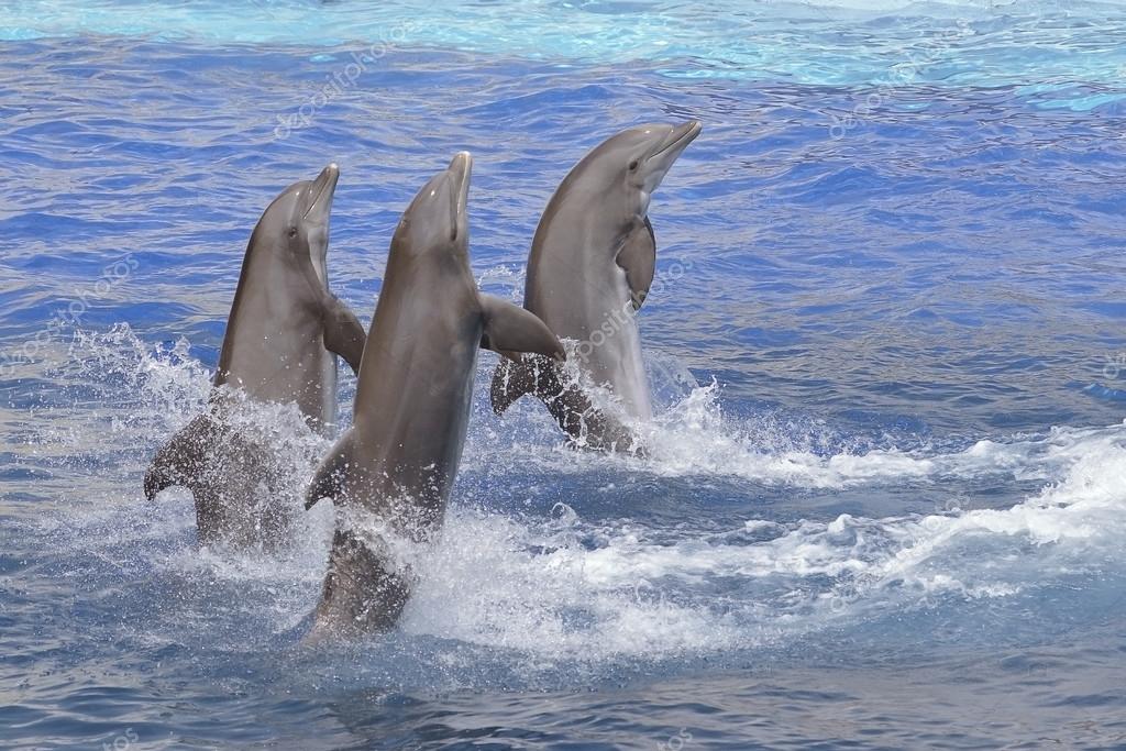 Dauphins Se Tenant Hors De L Eau Image Libre De Droit Par Christian C Dauphins Se Tenant Hors De L Eau Image Libre De Droit Par Christian C