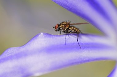 Petal çiçek üzerinde uçmak