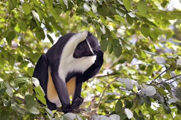 Diana mono en el árbol — Foto de Stock