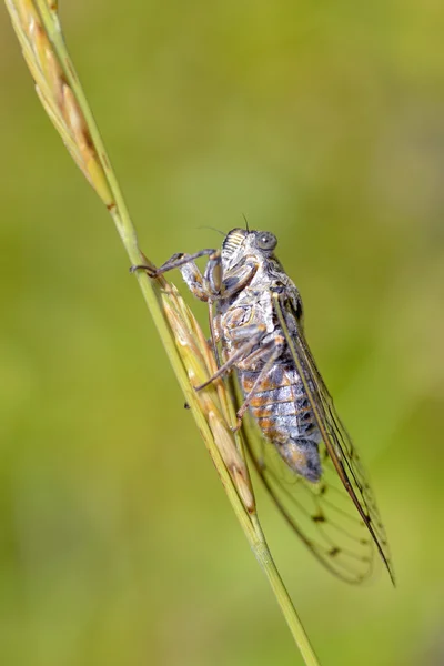 Cicada sur tige — Photo