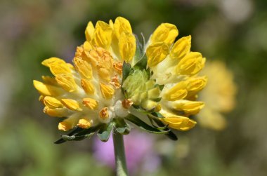 Sarı woundwort çiçek