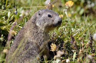 Genç çim Alp Dağ sıçanı