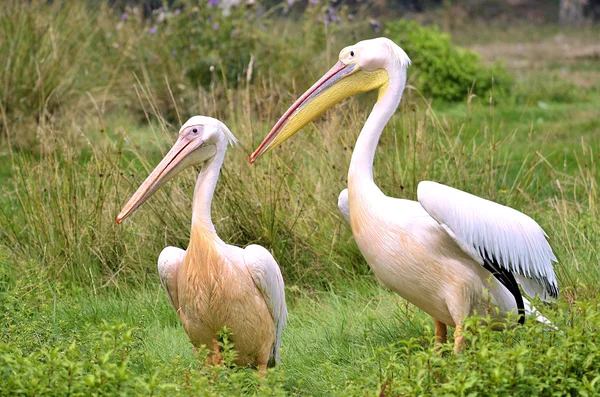 Couple of White pelicans on grass — Stock Photo, Image