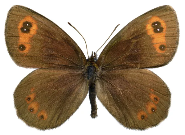 Kupu-kupu Scotch Argus yang terisolasi — Stok Foto