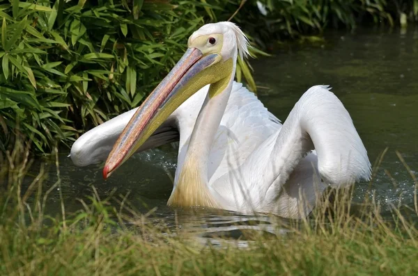 Bianco Pelican sull'acqua — Foto Stock