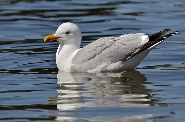 Goéland argenté nageant sur l'eau — Photo