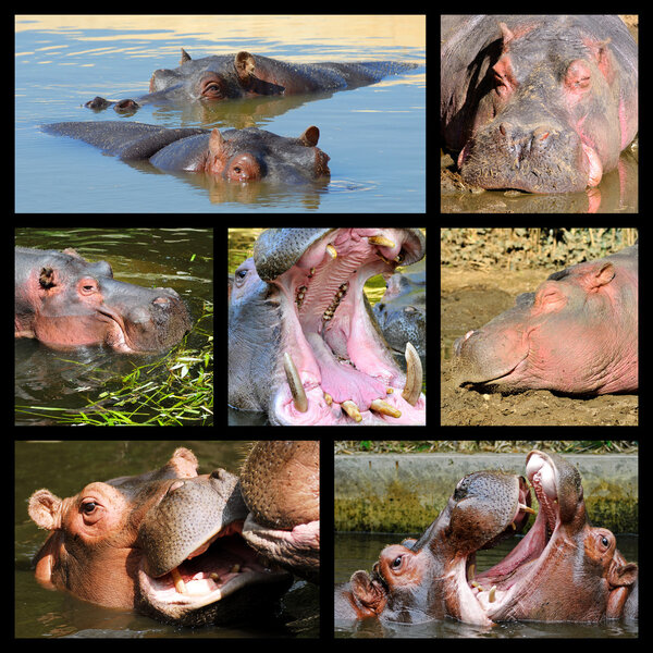 Mosaic photos of hippopotamus