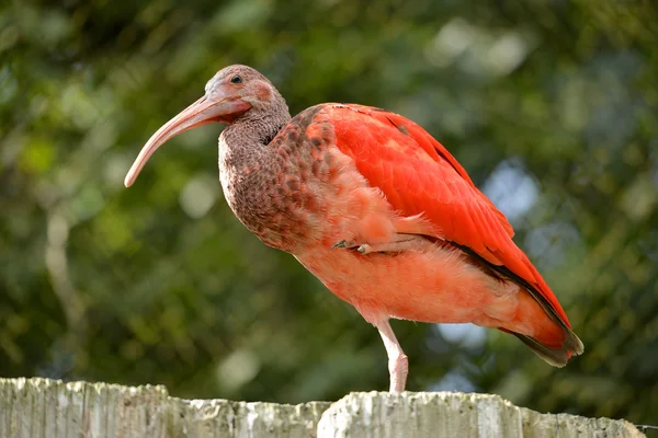 Scarlet ibis perched — Stock Photo, Image