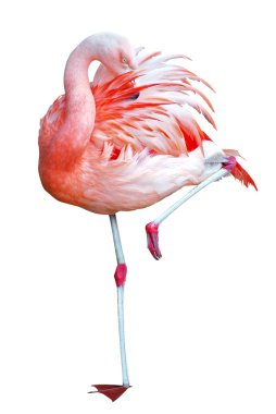 İzole flamingo tek ayak üzerinde