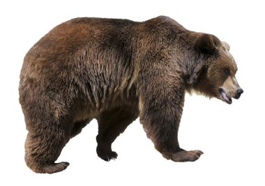 Isolated brown bear clipart