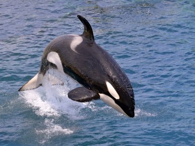 Killer whale jumping out of water clipart