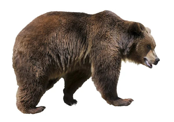 Isolated brown bear — Stock Photo, Image