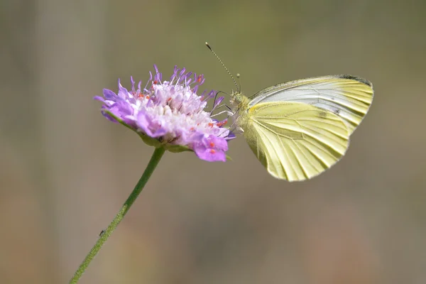 Бабочка питается цветами — стоковое фото