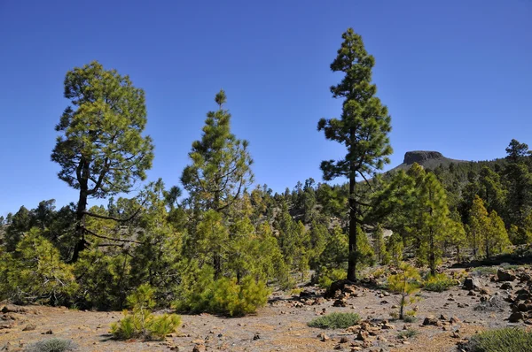 Canarian pine forest at Tenerife — Stock Photo, Image