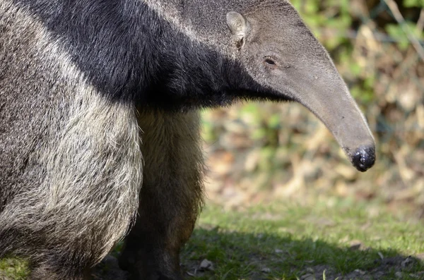 Großaufnahme Großer Ameisenbär — Stockfoto