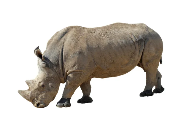 Isolated white rhinoceros — Stock Photo, Image