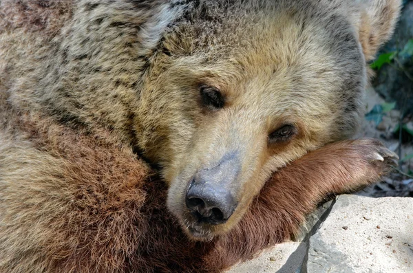 Grizzly medve portréja — Stock Fotó