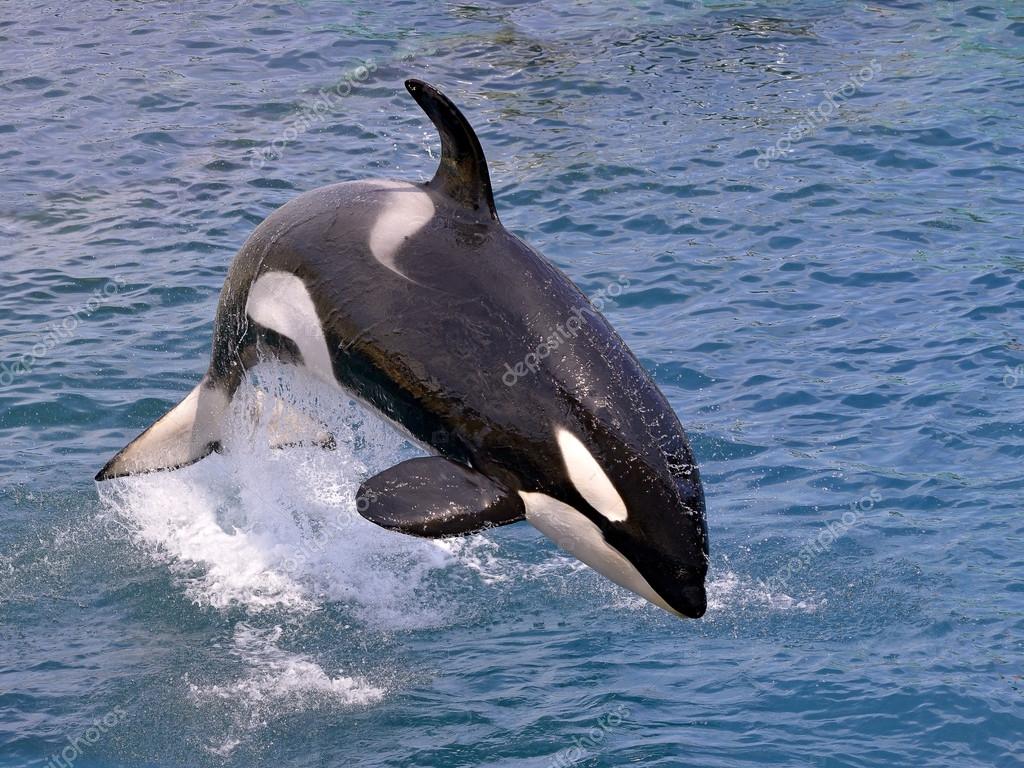 4 071 Orca Stock Photos Free Royalty Free Orca Images Depositphotos