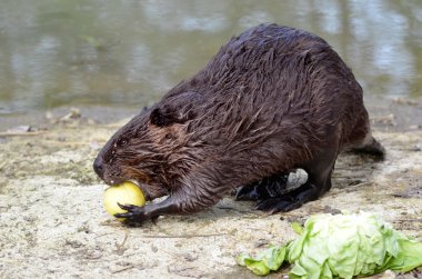 North American Beaver eating apple clipart