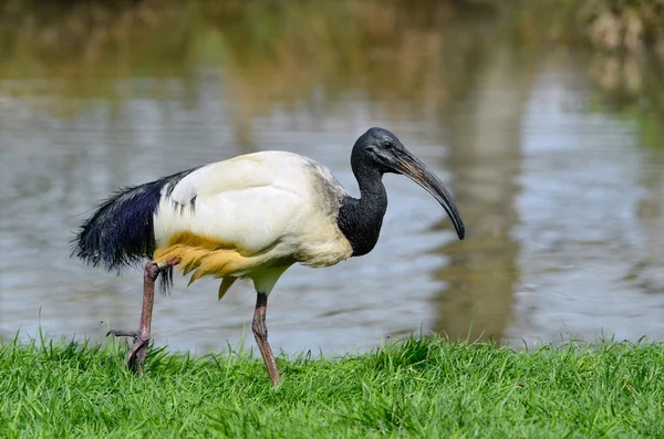 Ibis sacro africano che cammina sull'erba — Foto Stock