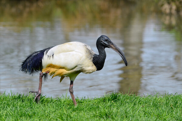 African sacred ibis walking on grass