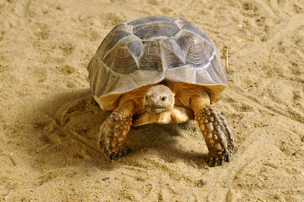 African Spurred Tortoise walking on sand — Stock Photo, Image
