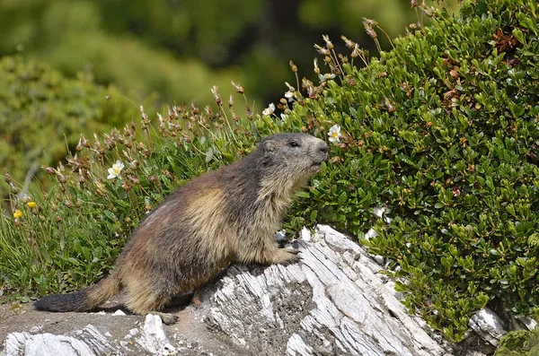 Alpina marmot på rock — Stockfoto