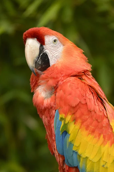 Portre Scarlet Amerika papağanı — Stok fotoğraf