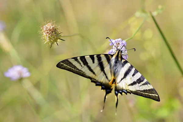 Скудная бабочка-ласточка на цветке — стоковое фото
