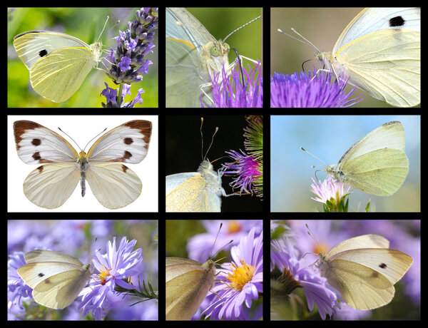 Mosaic photos of Large White butterfly
