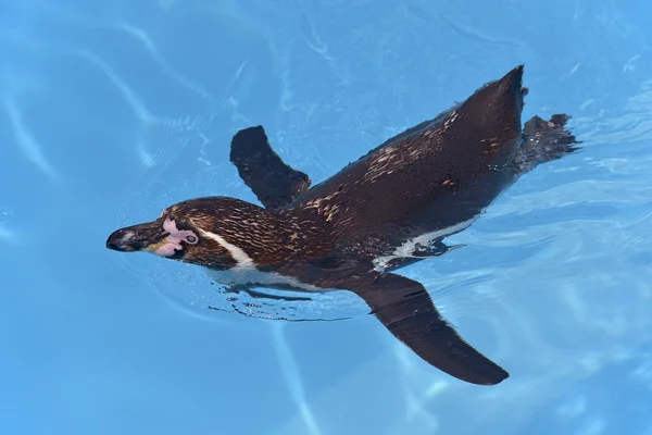 Tučňák Humboldtův plavání — Stock fotografie