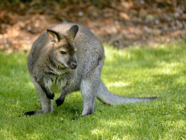 Bennet'in Wallabies