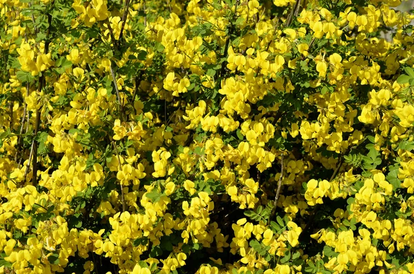 꽃이 피는 노란 빗자루 — 스톡 사진