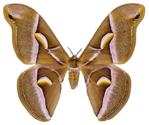 Motyl na białym tle ailanthus silkmoth — Zdjęcie stockowe