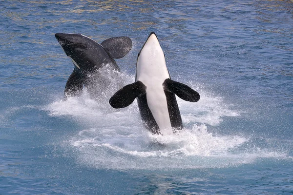 Killer whales jumping out of water — Stock Photo, Image