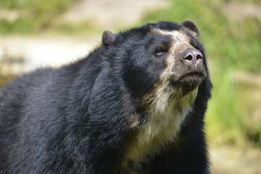 Portrait Andean bear clipart