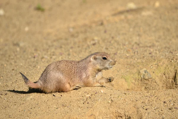 Black-tailed Prairie Dog