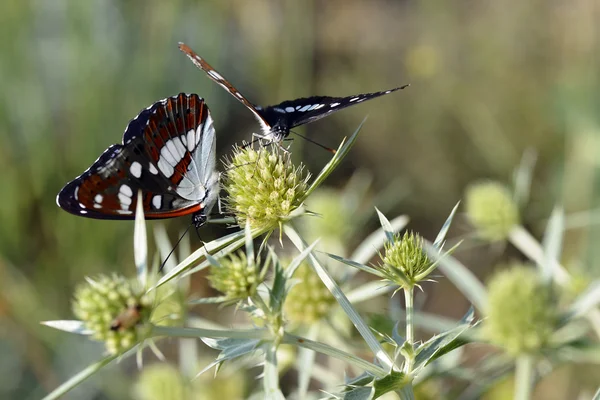 Zuidelijke White admiraal vlinders — Stockfoto