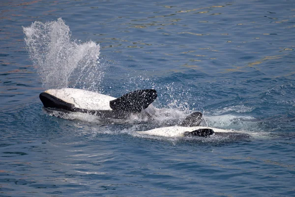 Ballenas asesinas en la espalda — Foto de Stock