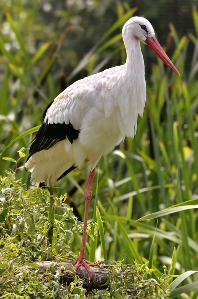 White stork among vegetation — Stock Photo, Image