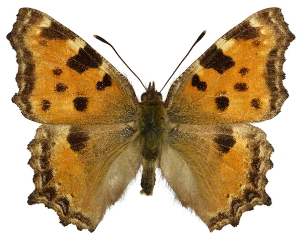 Ізольована чорна ніжка Тортоісель метелик — стокове фото