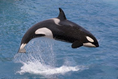 Killer whale jumping out of water clipart