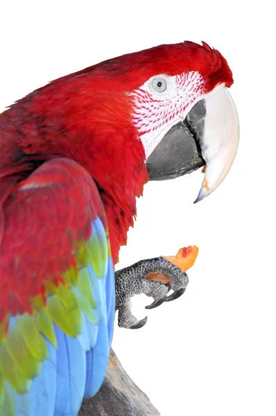 Havuç yemek izole kırmızı Amerika papağanı — Stok fotoğraf