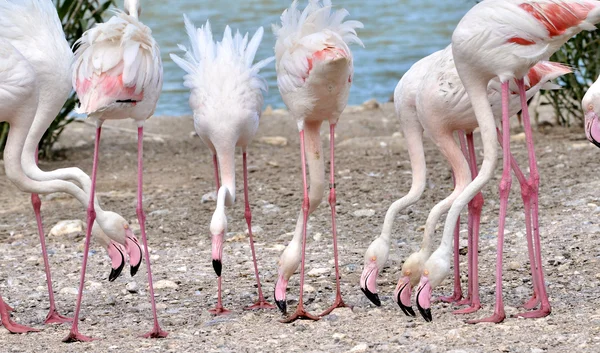 Группа фламинго — стоковое фото