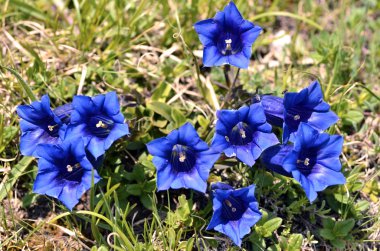 Fransız Alpleri'nde sapsız gentians